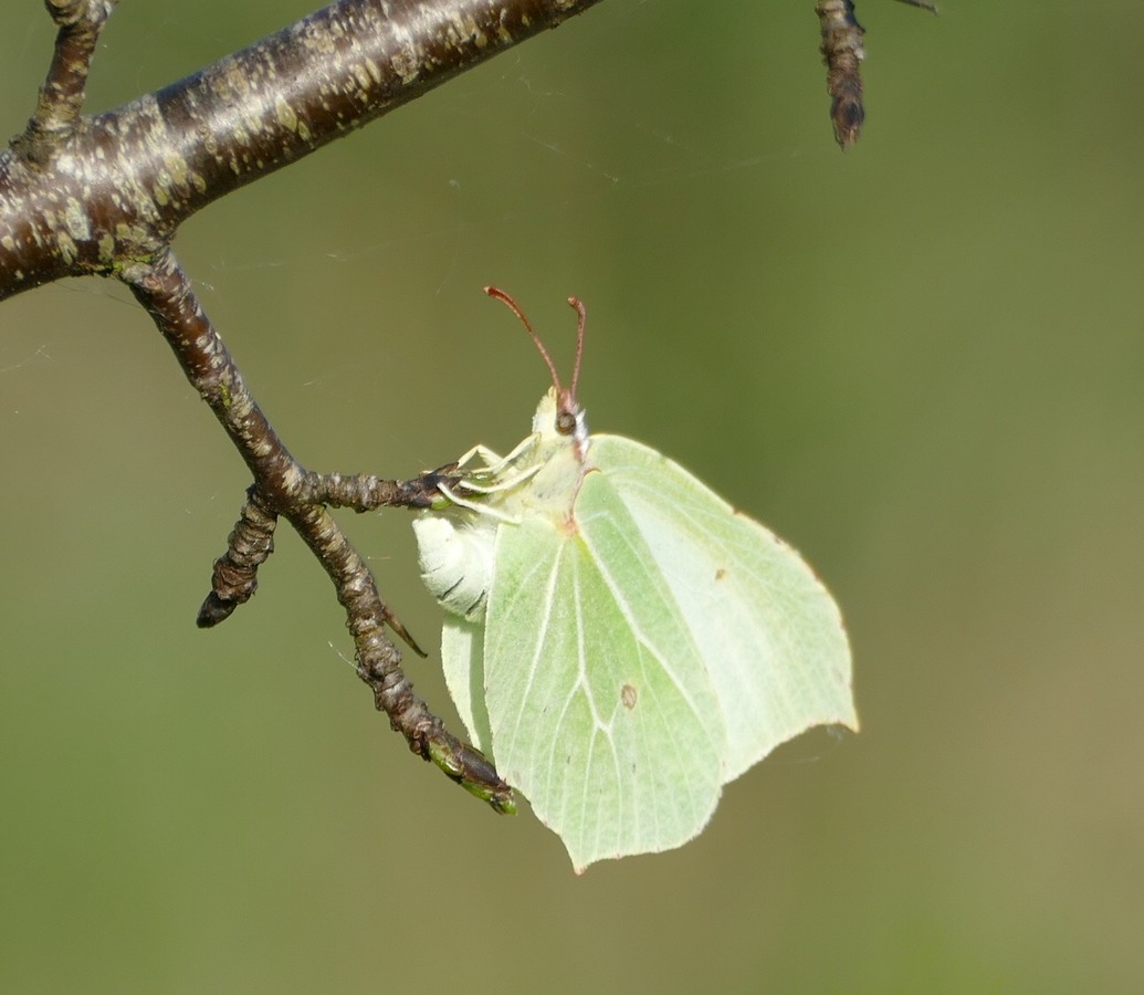 Female Brimstone